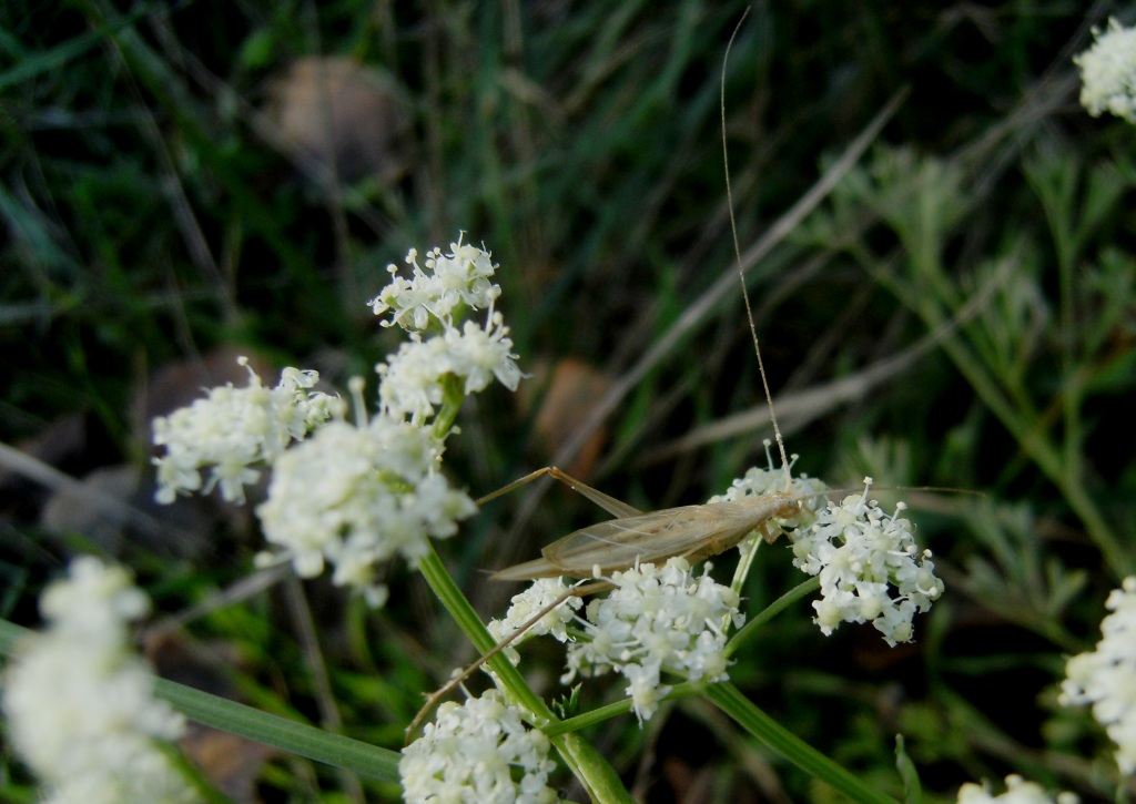 Oecanthus pellucens